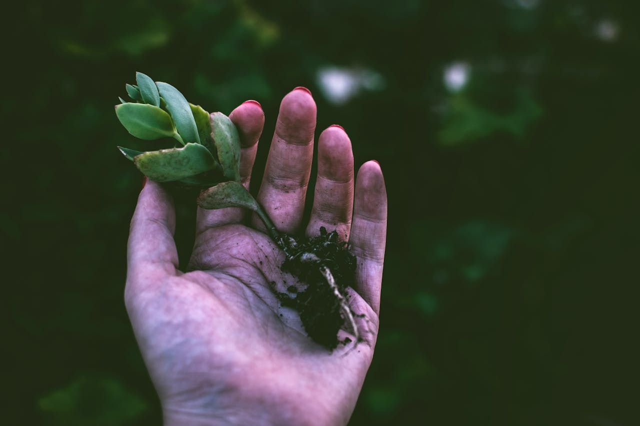 services-01 A hand gently holding a small succulent plant with soil outdoors.