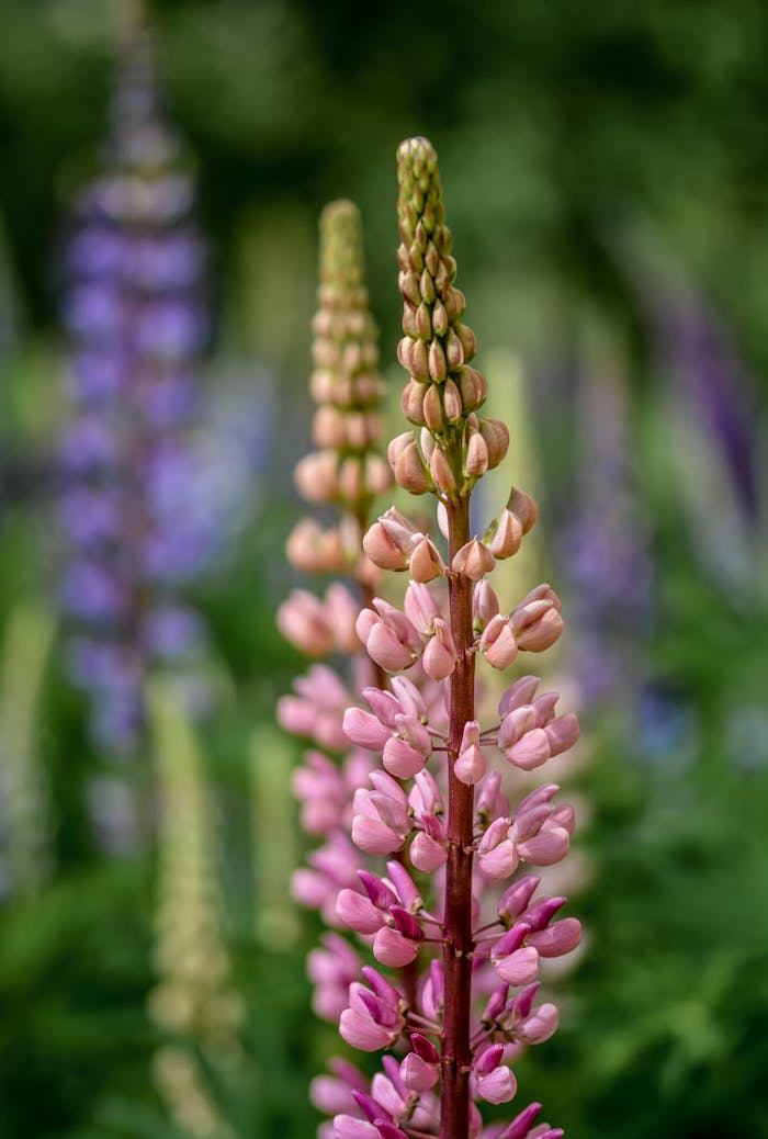 services-04 Detailed shot of pink lupine flowers in full bloom. Vibrant spring colors captured outdoors.