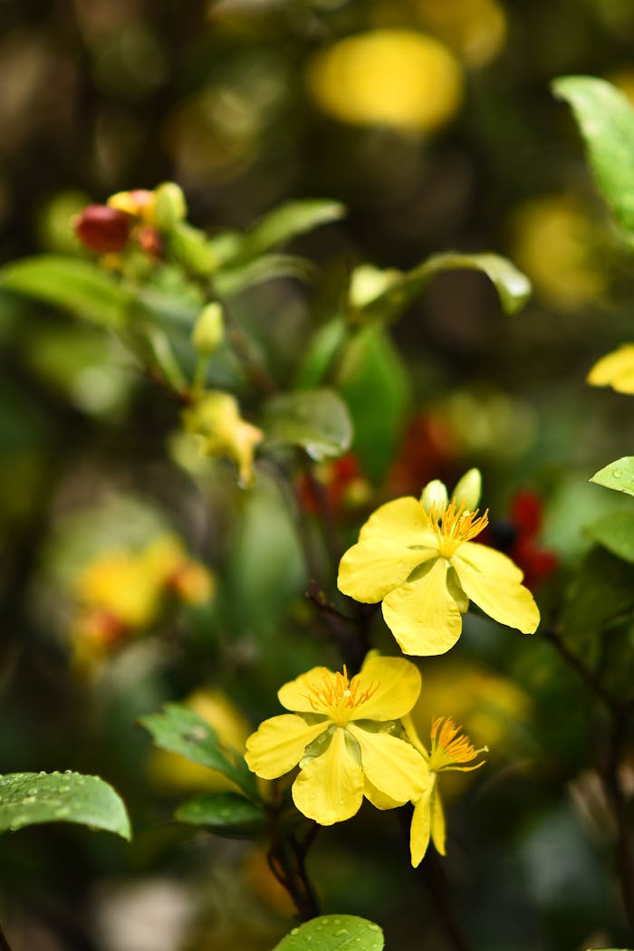 team-03 Bright yellow flowers in focus surrounded by lush green foliage, showcasing natural beauty.