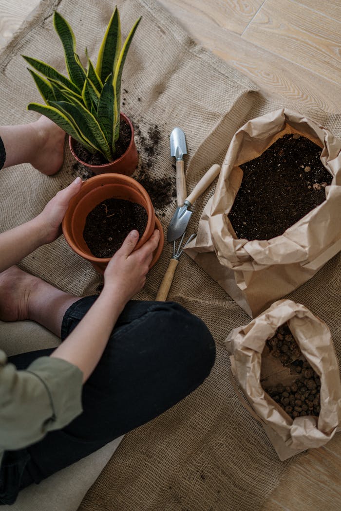 services-02 Hands-on gardening with a snake plant, pots, and soil. Perfect for indoor planting inspiration.