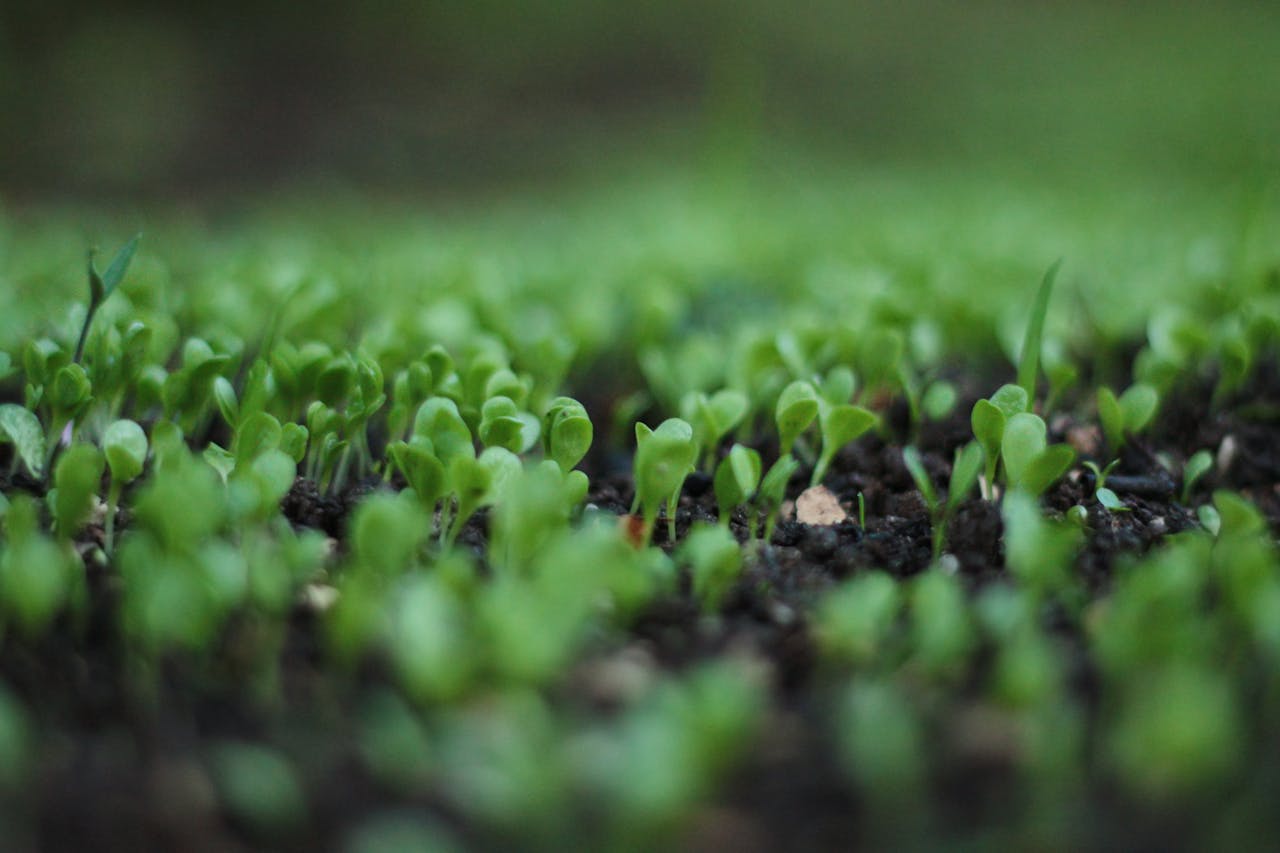 who-we-are Close-up of fresh green sprouts emerging from rich soil in a garden setting.