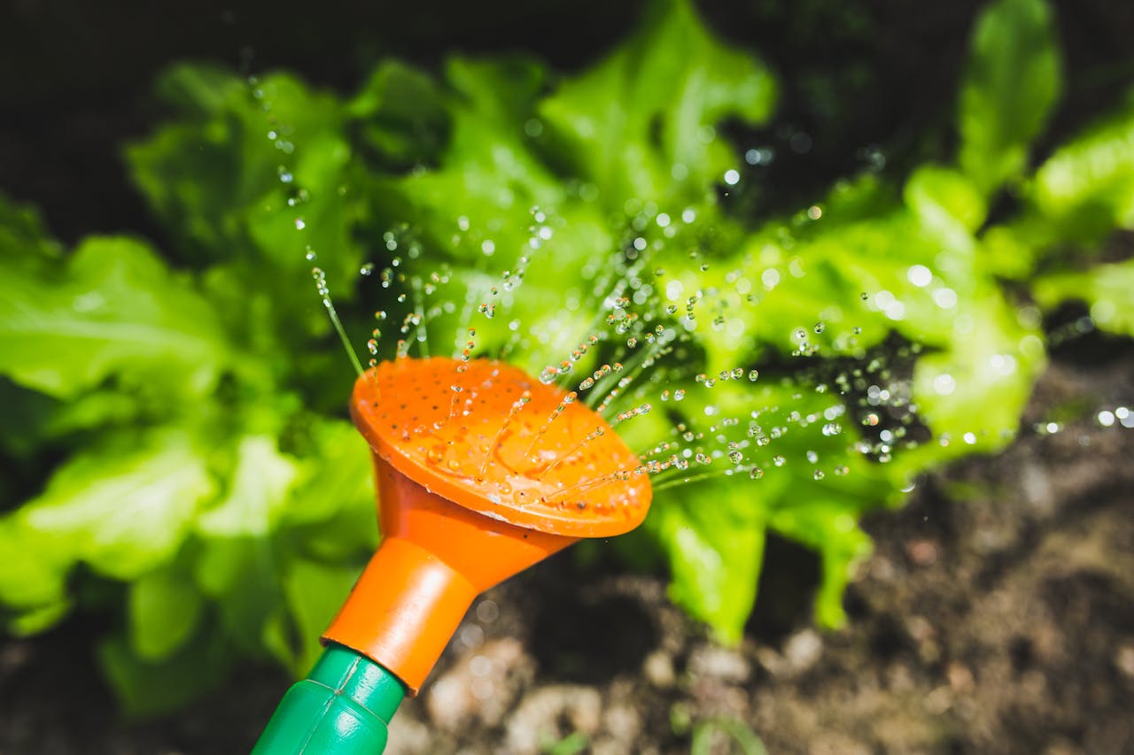 team-02 Bright garden scene with water spray on lush green plants, captured in vibrant detail.